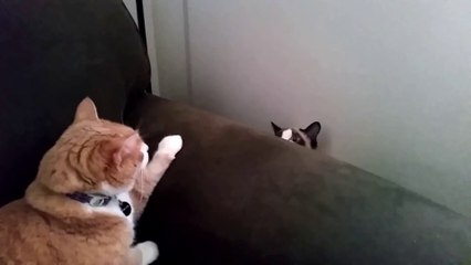 Deux chats ne peuvent pas se voir... COUCOU !!