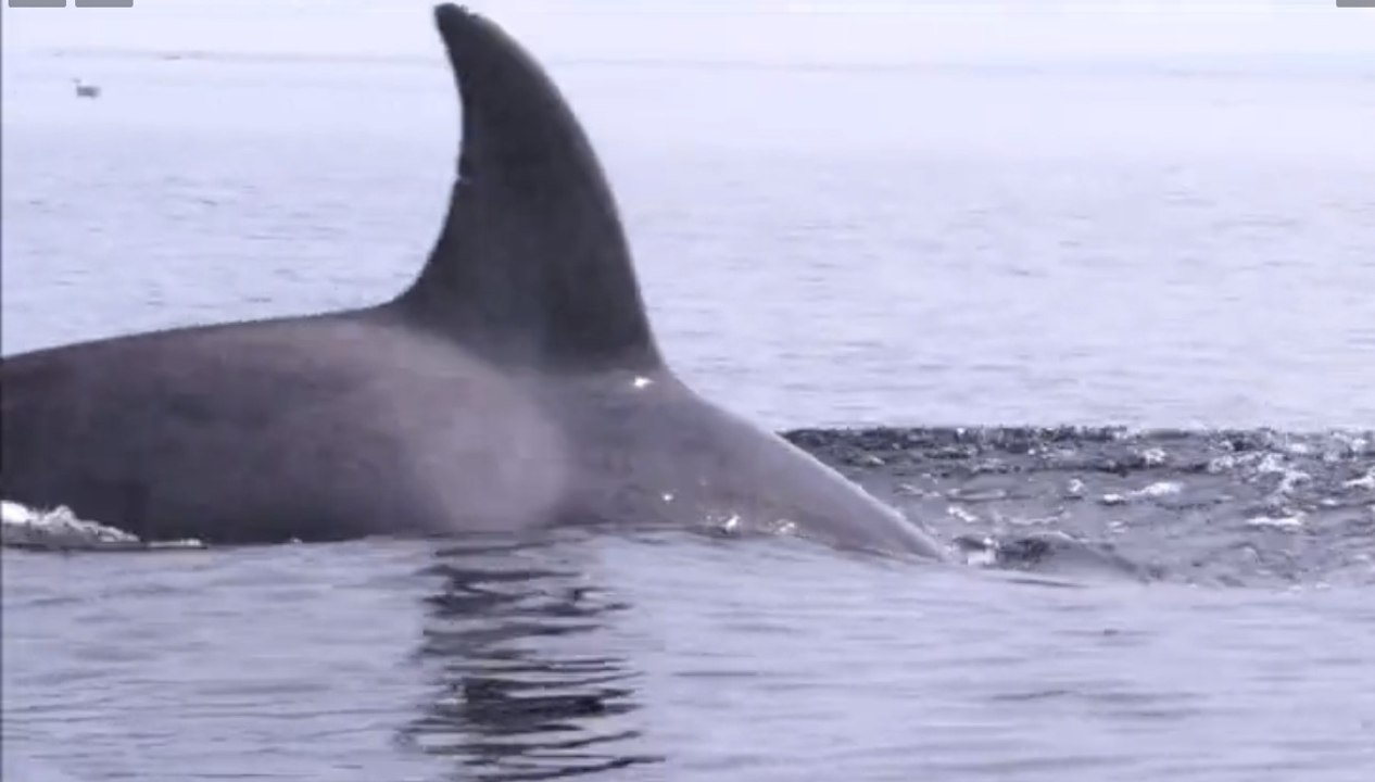 Kayaker Witnesses Ocra Breach Water Right Next To Him