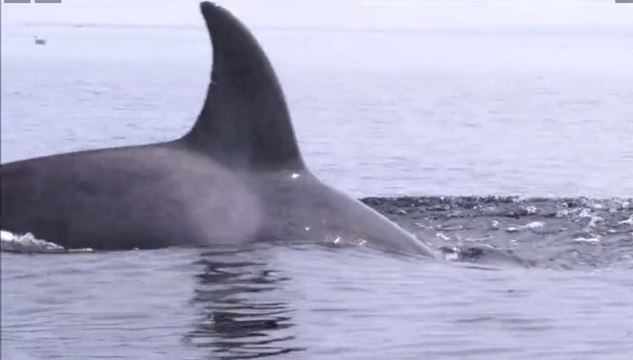 Kayaker Witnesses Ocra Breach Water Right Next To Him
