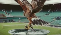 L'aigle Rufus qui protège Wimbledon des Pigeons !