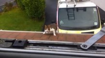 Cat Impressively Jumps From Truck To Second Floor Of House