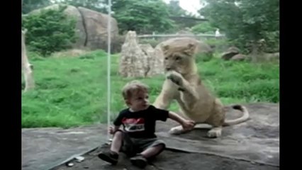 Lion Wants To Play With Baby