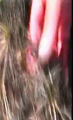 UFO Dossier X - 14 - Il caso Guardian