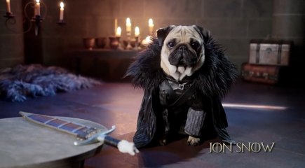 Download Video: The Pugs Of Westeros: Three Pugs Re-enact Game Of Thrones Parody