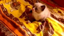 The funniest and cutest cat and kitten compilation ever!!