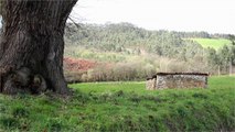 Entrevista: Proyecto de Albergue de Animales en Tamón, Carreño, Asturias