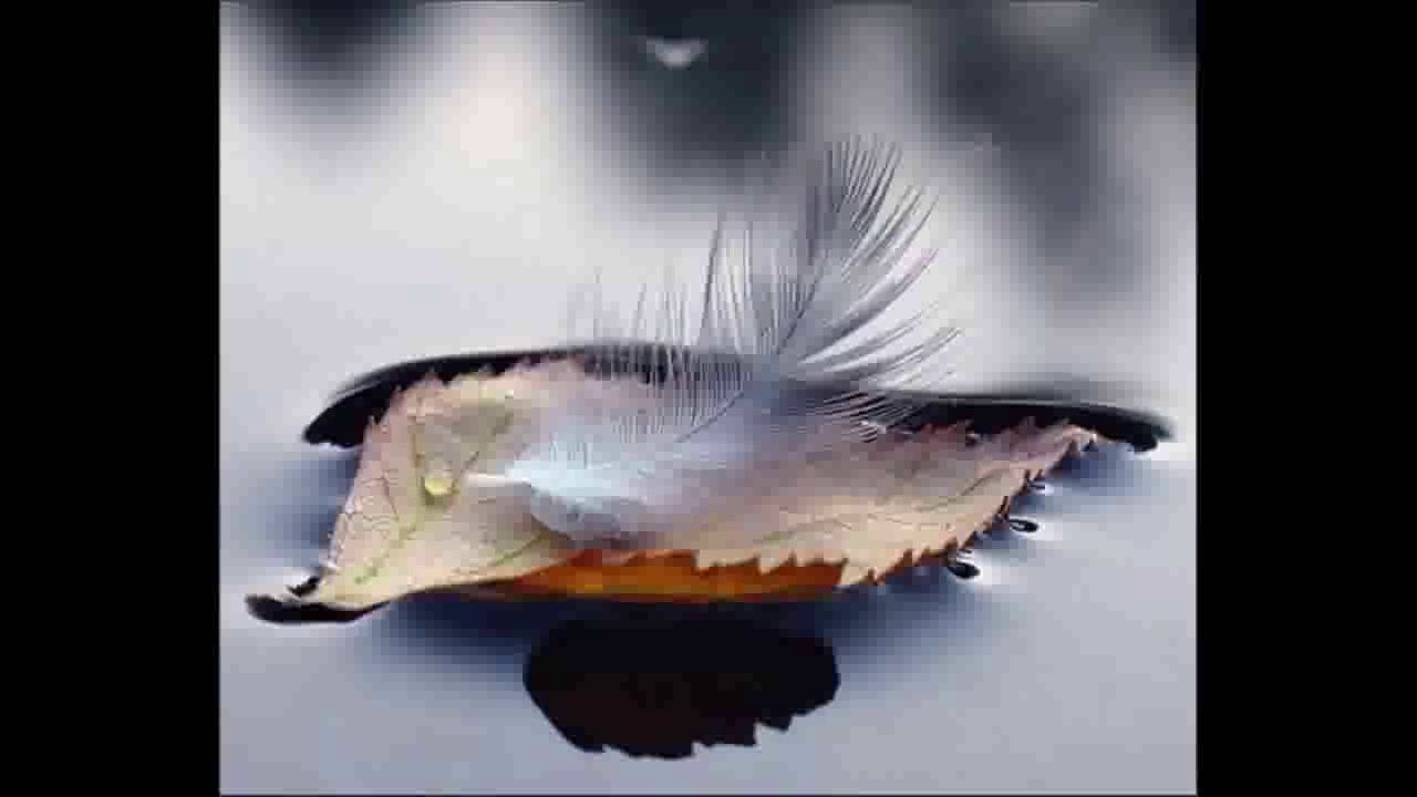 Hülya Polat_ Sen Rüzgar Bende Yaprak 2014