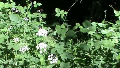 COUPLE DE PAPILLON NOIR BLANC BUTINEUR FORET MONTAGNE MASSIF DES BAUGES SAVOIE