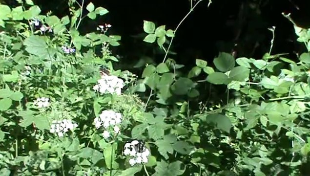 COUPLE DE PAPILLON NOIR BLANC BUTINEUR FORET MONTAGNE MASSIF DES BAUGES SAVOIE