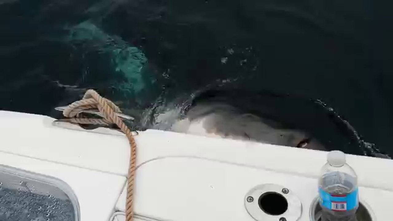 Great White Shark Eats Chum Bag