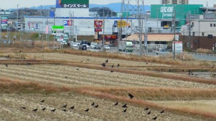 A Murder of Crows in Japan !!
