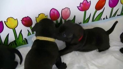 15ème vidéo - Chiot n°4 de la 15ème portée de Staffordland