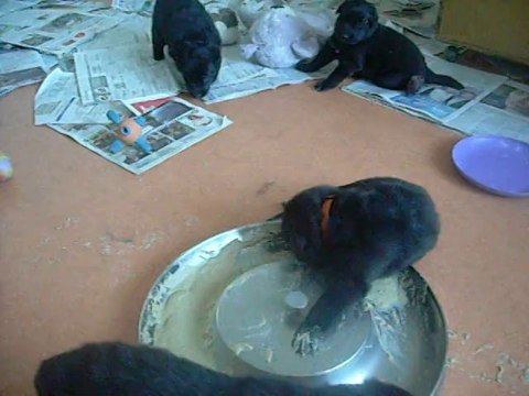 26 juin 2014 (3 semaines) : 1er repas