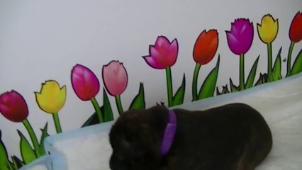 18ème vidéo - JEWEL Chiot n°6 de la 15ème portée de Staffordland