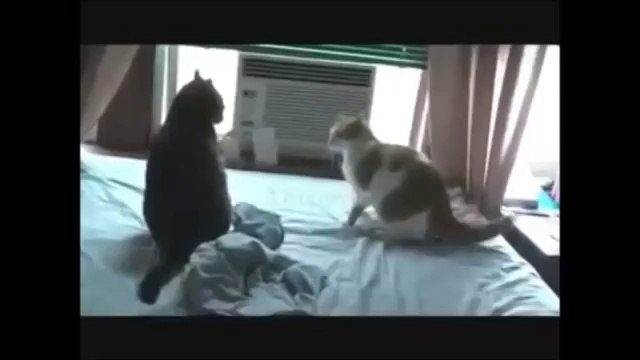 Kedi Reyizden Uçan Tekme