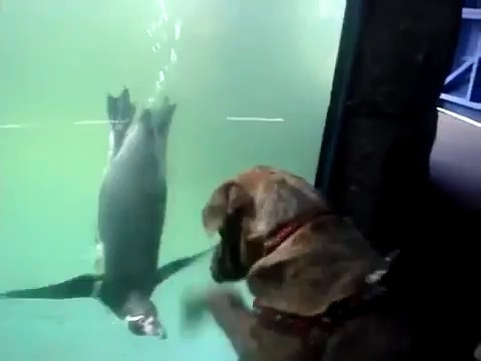 Hayatında İlk Defa Penguen Gören Köpek