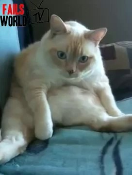 Hiccup And Fart Cat Long version - FAILS WORLD