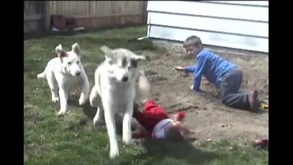 Huskies Are Awesome Compilation