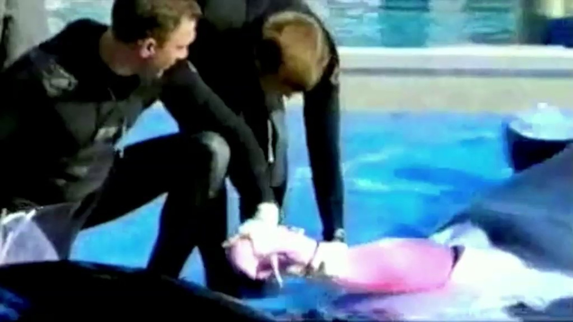 Orque Tilikum Tué Sa Dresseuse Video