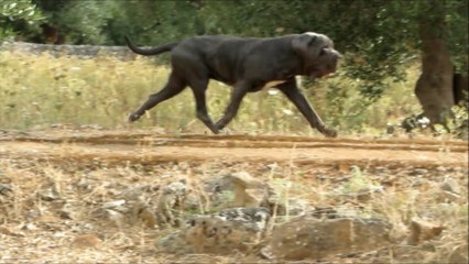 ANDATURA PREFERENZIALE TROTTO