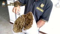 Guardia di Finanza: sequestro marijuana