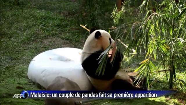 Première apparition publique de pandas dans un zoo malaisien