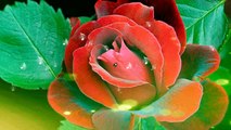 Вълшебният свят на розите... ...(music Ernesto Cortazar)... ...