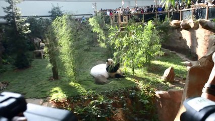 ظهور حيوانَي باندا للمرة الاولى للعلن في حديقة حيوانات ماليزية