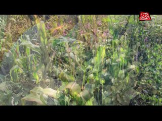 AbbTakk - Anti-Narcotics Day (Package)