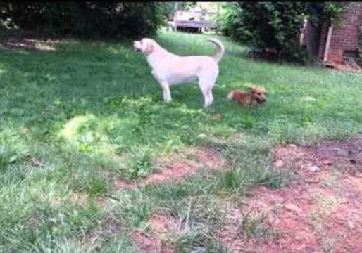 Hope, the Two-And-A-Half-Legged Dog, Plays Fetch