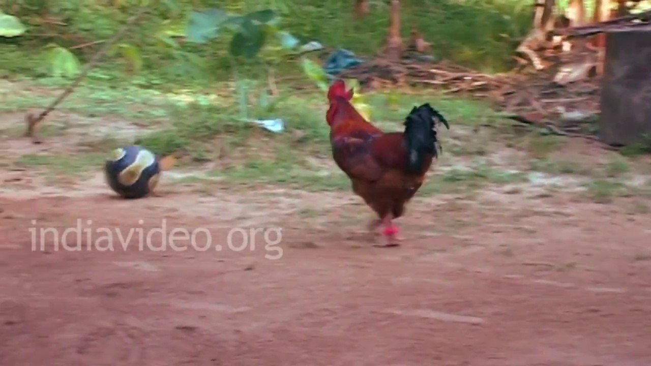 Amazing Football player Ever. Chicken playing football