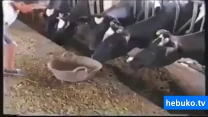 dünyanın en zeki ineği - hayret edeceksiniz:D