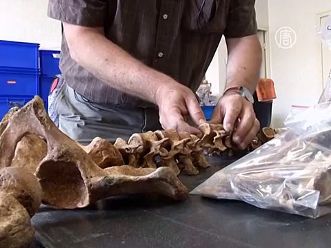 Захоронения Первой мировой нашли во Франции