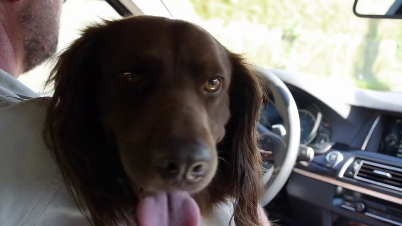 Ratgeber: hunde im auto - was wenn es knallt?