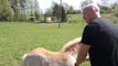 Horse Whisperer Is Able To Call Horses To Him