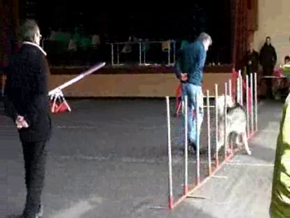 Francois et Freya 1er concours 23 mars 2014 Aristochiens