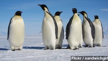 Study Tracks Penguin Migration By Looking At Poop From Space
