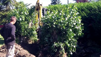 Désouchage peupliers