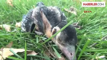 Yuvasından Düşen Saka Kuşu İçin Seferberlik