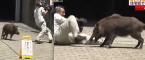 Chine : un caméraman attaqué par un petit sanglier !