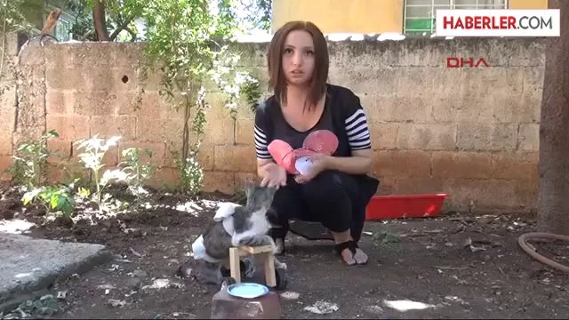 Kediye Oyuncak Protez