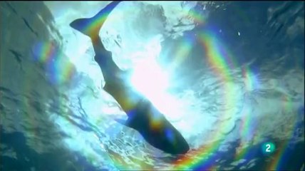 Natural World El tiburon ballena
