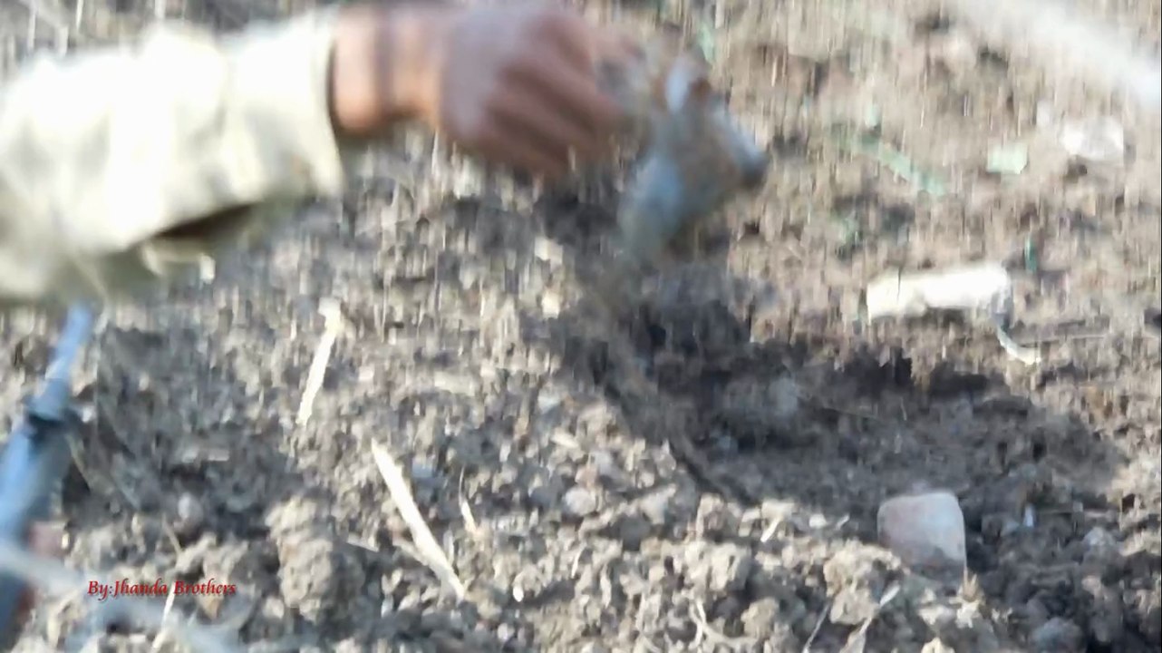 Sparrow Hunting