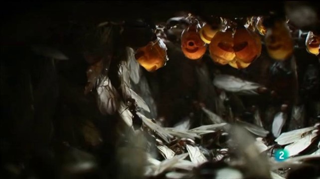 Natural World El imperio de las hormigas