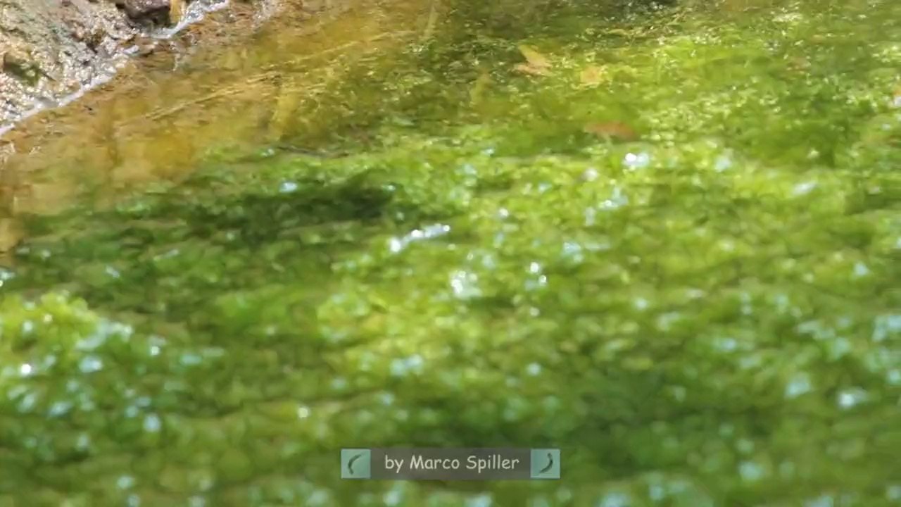 Pelophylax esculentus
