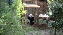 Pandas make first public appearance in a Malaysian zoo