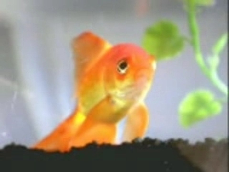 pesce poliglotta