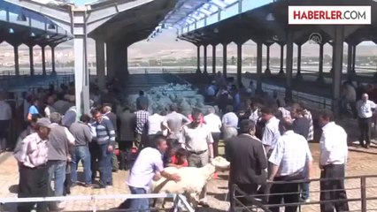 Niğde'de besicilere damızlık koç