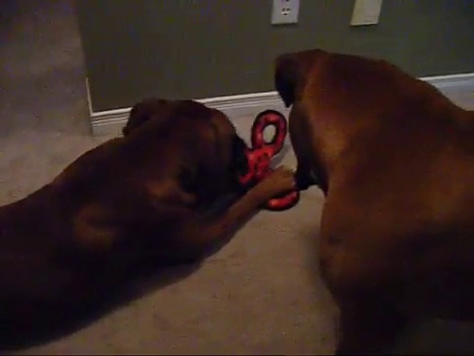 1 dog tired of playing Son still active lol