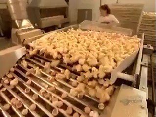 Baby chicks born 2014